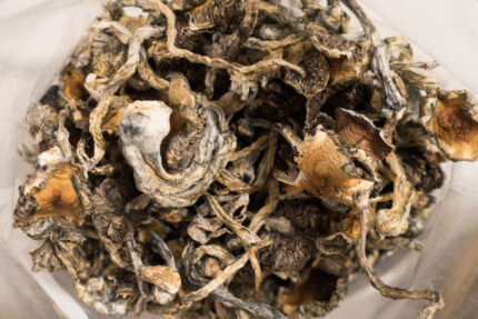 Buy Blue Meanie magic mushrooms