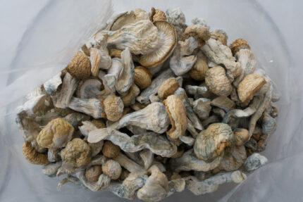 Albino Penis Envy magic mushroom