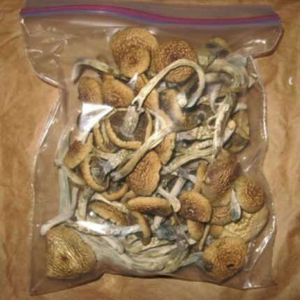 Buy Golden Teacher Mushroom Online California