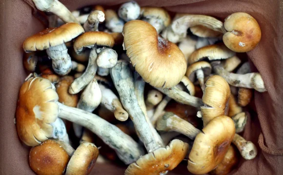 psychedelic-mushrooms